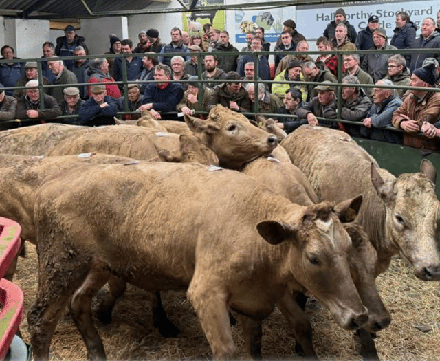 Hallworthy Livestock Market Report: Thursday, March 12