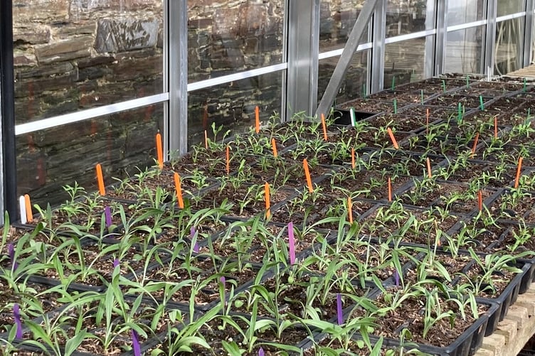 Some seeds can be started off in the greenhouse. (Picture: Andrew Townsend)