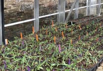 Gardening with Martin Pallett: Seed sowing can be so rewarding