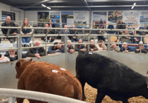 Holsworthy Livestock Market Report: Wednesday, March 18