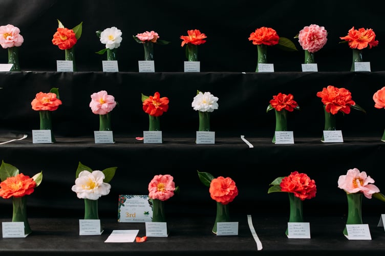 Competitive Classes at the CGS Spring Flower Show - Camellias