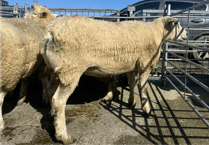 Hallworthy Livestock Market Report: Thursday, March 19