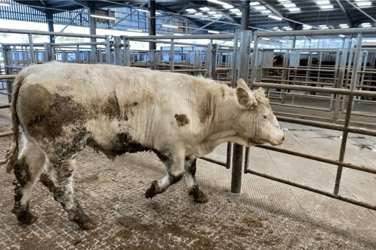 Plenty of cattle at £2000+ with this smart 23mth Charolais
topping the day at £2410.