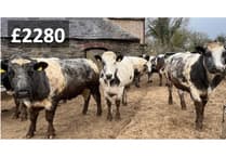 Hallworthy Livestock Market Report: Thursday, March 26