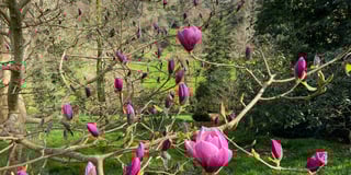 New book about magnificent magnolias at Caerhays