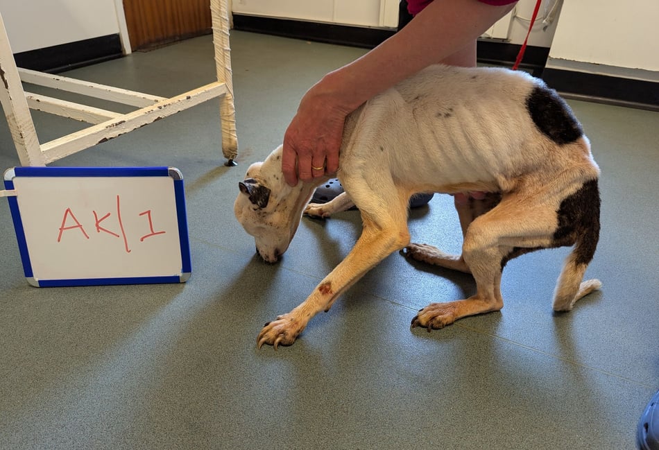 Eight-year ban for owner after dog left to suffer