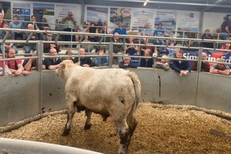 Top price of the day went to this 16mth old Charolais Steer at £2500.