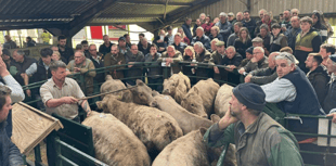 Hallworthy Livestock Market Report: Thursday, April 9