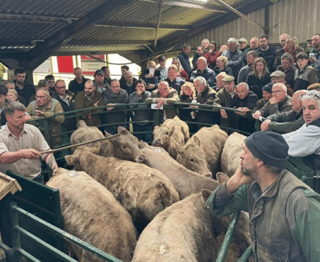 Hallworthy Livestock Market Report: Thursday, April 9