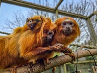  Rare golden lion tamarin born at Cornish attraction