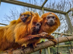  Rare golden lion tamarin born at Cornish attraction