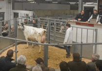 Holsworthy Livestock Market Report: Wednesday, April 15