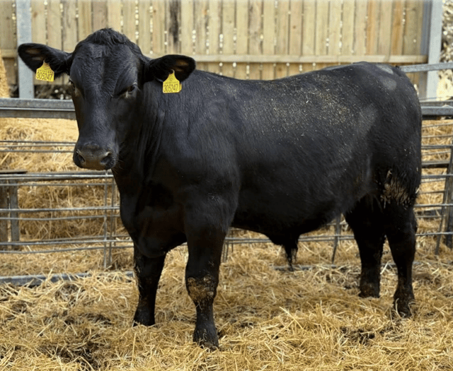 Hallworthy Livestock Market Report: Thursday, April 16