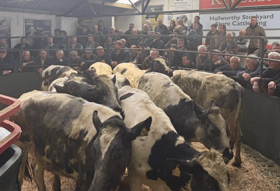 Hallworthy Livestock Market Report: Thursday, April 23