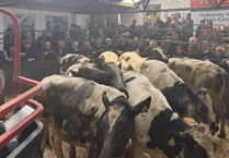 Hallworthy Livestock Market Report: Thursday, April 23