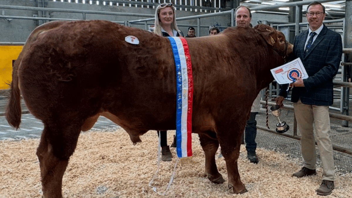 Holsworthy Livestock Market Report: Wednesday, April 22