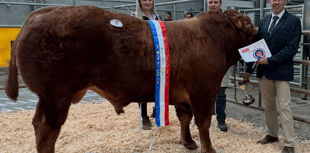 Holsworthy Livestock Market Report: Wednesday, April 22