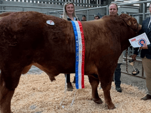 Holsworthy Livestock Market Report: Wednesday, April 22