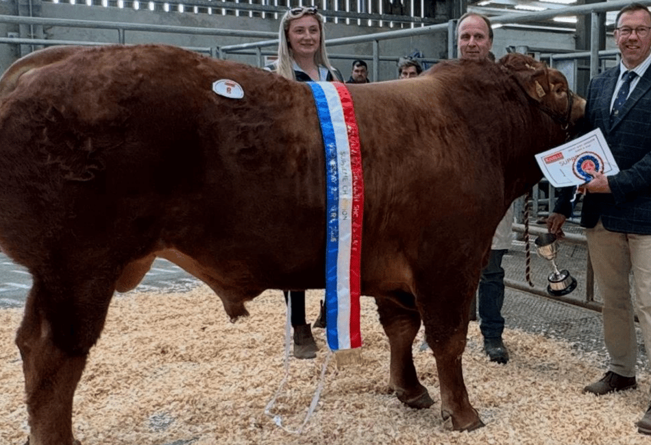 Holsworthy Livestock Market Report: Wednesday, April 22