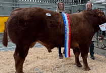Holsworthy Livestock Market Report: Wednesday, April 22