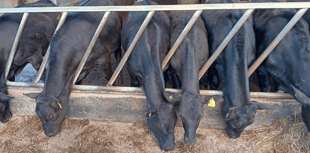 Holsworthy Livestock Market Report: Wednesday, April 29