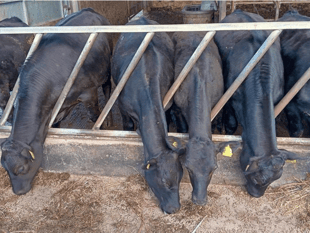Holsworthy Livestock Market Report: Wednesday, April 29
