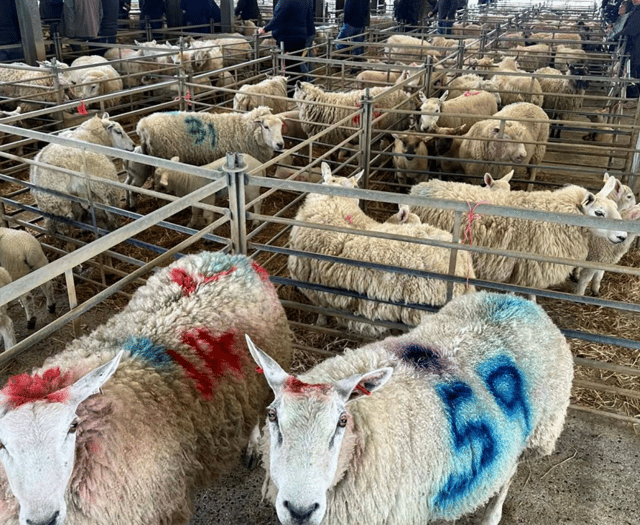 Hallworthy Livestock Market Report: Thursday, April 30
