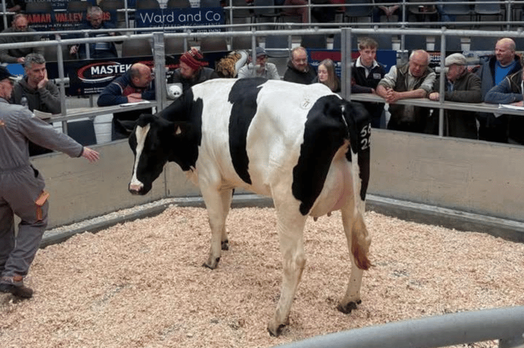 Another good day in the Dairy ring with fresh milk topping at £3600.