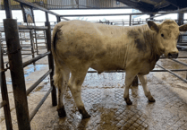 Hallworthy Livestock Market Report: Thursday, May 7