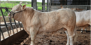 Hallworthy Livestock Market Report: Thursday, May 14