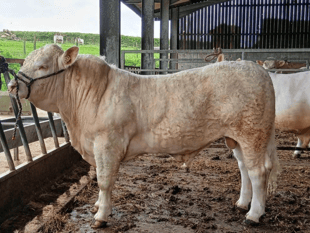 Hallworthy Livestock Market Report: Thursday, May 14