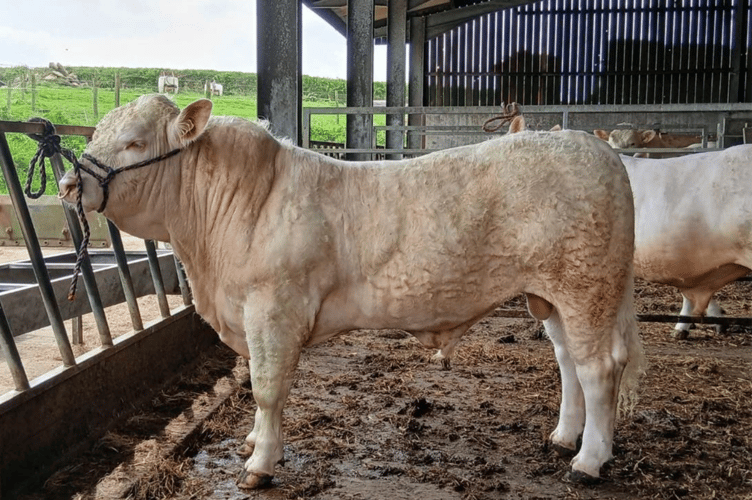 16-month-old Pedigree Charolais Bull to £4500.