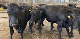 Holsworthy Livestock Market Report: Wednesday, May 13