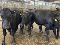 Holsworthy Livestock Market Report: Wednesday, May 13