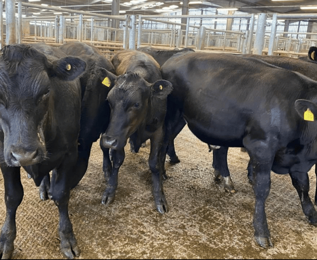 Holsworthy Livestock Market Report: Wednesday, May 13