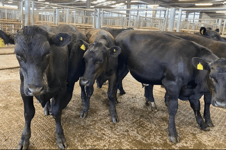 Store cattle trade improved again this week, although numbers were tighter.