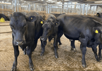Holsworthy Livestock Market Report: Wednesday, May 13