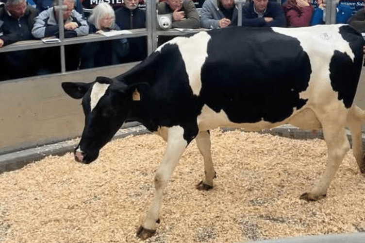 Another brisk trade saw fresh milk top at £3800.