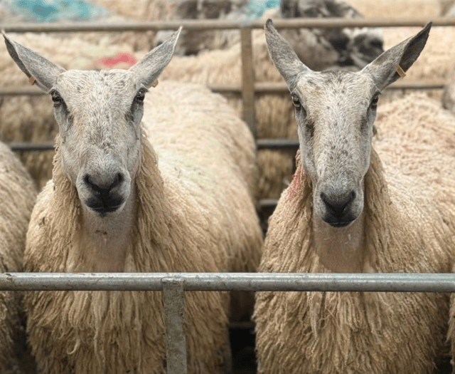 Hallworthy Livestock Market Report: Thursday, May 21