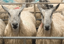 Hallworthy Livestock Market Report: Thursday, May 21