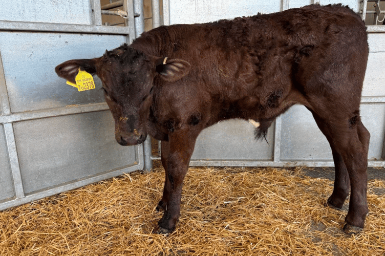 Limousin bull to £775 from Rachel Skinner of Halwill.