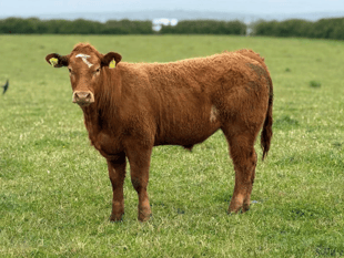 Hallworthy Livestock Market Report: Thursday, May 28