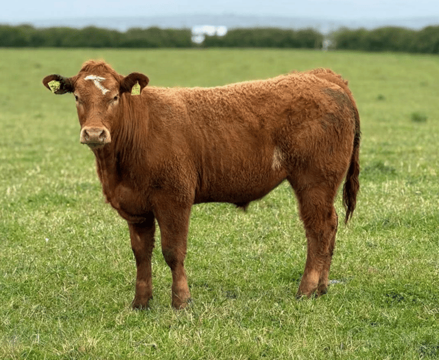 Hallworthy Livestock Market Report: Thursday, May 28