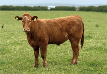 Hallworthy Livestock Market Report: Thursday, May 28