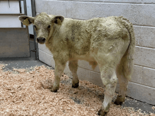 Holsworthy Livestock Market Report: Wednesday, June 3