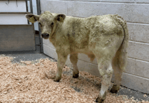 Holsworthy Livestock Market Report: Wednesday, June 3