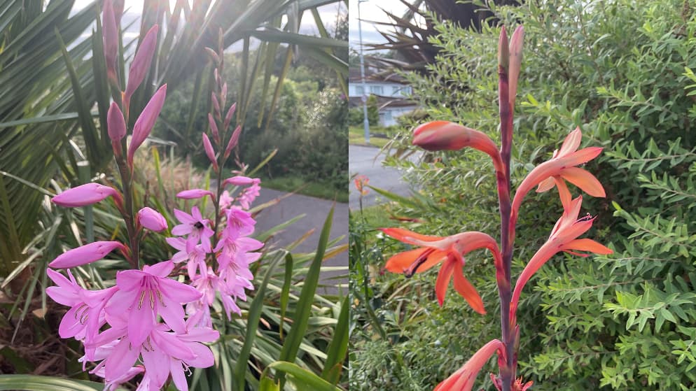 Gardening with Martin Pallett: My joy of growing Watsonia