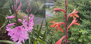 Gardening with Martin Pallett: My joy of growing Watsonia
