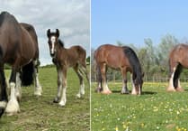 Severely underweight mare and foal find safe haven against the odds