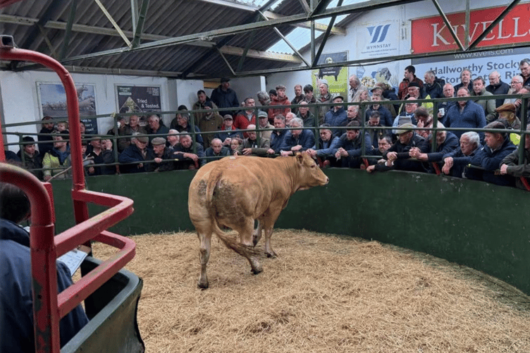 Hallworthy was back with a bang after the Royal Cornwall Show with nearly 400 Cattle penned between both departments.